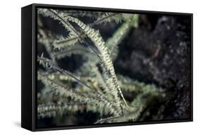 A Tozeuma Shrimp Blends into its Reef Surroundings-Stocktrek Images-Framed Stretched Canvas