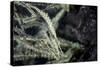 A Tozeuma Shrimp Blends into its Reef Surroundings-Stocktrek Images-Stretched Canvas