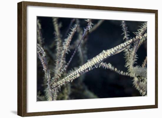 A Tozeuma Shrimp Blends into its Reef Surroundings-Stocktrek Images-Framed Photographic Print
