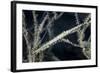 A Tozeuma Shrimp Blends into its Reef Surroundings-Stocktrek Images-Framed Photographic Print