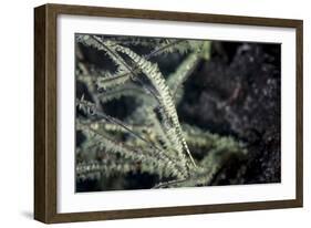 A Tozeuma Shrimp Blends into its Reef Surroundings-Stocktrek Images-Framed Photographic Print