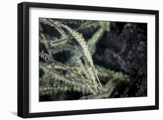 A Tozeuma Shrimp Blends into its Reef Surroundings-Stocktrek Images-Framed Photographic Print