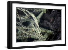 A Tozeuma Shrimp Blends into its Reef Surroundings-Stocktrek Images-Framed Photographic Print