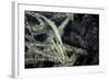 A Tozeuma Shrimp Blends into its Reef Surroundings-Stocktrek Images-Framed Photographic Print
