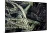 A Tozeuma Shrimp Blends into its Reef Surroundings-Stocktrek Images-Mounted Photographic Print