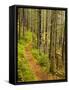 A trail around Ammonoosuc Lake, White Mountain National Forest, New Hampshire, USA-Jerry & Marcy Monkman-Framed Stretched Canvas