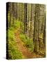 A trail around Ammonoosuc Lake, White Mountain National Forest, New Hampshire, USA-Jerry & Marcy Monkman-Stretched Canvas