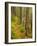 A trail around Ammonoosuc Lake, White Mountain National Forest, New Hampshire, USA-Jerry & Marcy Monkman-Framed Photographic Print