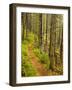 A trail around Ammonoosuc Lake, White Mountain National Forest, New Hampshire, USA-Jerry & Marcy Monkman-Framed Photographic Print