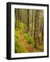 A trail around Ammonoosuc Lake, White Mountain National Forest, New Hampshire, USA-Jerry & Marcy Monkman-Framed Photographic Print