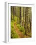 A trail around Ammonoosuc Lake, White Mountain National Forest, New Hampshire, USA-Jerry & Marcy Monkman-Framed Photographic Print