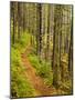 A trail around Ammonoosuc Lake, White Mountain National Forest, New Hampshire, USA-Jerry & Marcy Monkman-Mounted Photographic Print