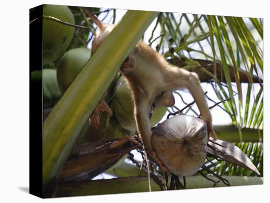 A Trained Monkey Picks Coconuts on Koh Samui, Thailand, Southeast Asia-Andrew Mcconnell-Stretched Canvas