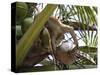 A Trained Monkey Picks Coconuts on Koh Samui, Thailand, Southeast Asia-Andrew Mcconnell-Stretched Canvas