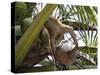 A Trained Monkey Picks Coconuts on Koh Samui, Thailand, Southeast Asia-Andrew Mcconnell-Stretched Canvas