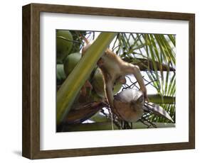 A Trained Monkey Picks Coconuts on Koh Samui, Thailand, Southeast Asia-Andrew Mcconnell-Framed Photographic Print