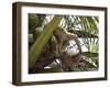 A Trained Monkey Picks Coconuts on Koh Samui, Thailand, Southeast Asia-Andrew Mcconnell-Framed Photographic Print