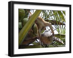 A Trained Monkey Picks Coconuts on Koh Samui, Thailand, Southeast Asia-Andrew Mcconnell-Framed Photographic Print