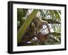 A Trained Monkey Picks Coconuts on Koh Samui, Thailand, Southeast Asia-Andrew Mcconnell-Framed Photographic Print