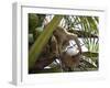 A Trained Monkey Picks Coconuts on Koh Samui, Thailand, Southeast Asia-Andrew Mcconnell-Framed Photographic Print