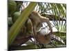 A Trained Monkey Picks Coconuts on Koh Samui, Thailand, Southeast Asia-Andrew Mcconnell-Mounted Photographic Print