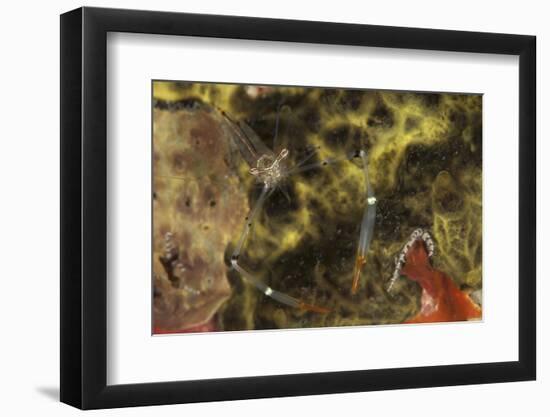 A Translucent Cuapetes Commensal Shrimp with Orange Claws-Stocktrek Images-Framed Photographic Print