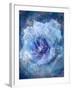 A Translucent Floral Layer Work of Roses in Blue Tones-Alaya Gadeh-Framed Photographic Print