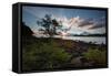 A Tree and Foliage on Rock on Baleia Beach at Sunset-Alex Saberi-Framed Stretched Canvas