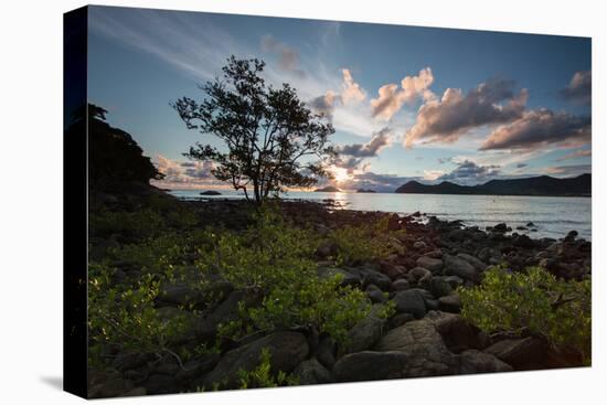 A Tree and Foliage on Rock on Baleia Beach at Sunset-Alex Saberi-Stretched Canvas