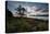 A Tree and Foliage on Rock on Baleia Beach at Sunset-Alex Saberi-Stretched Canvas