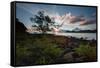 A Tree and Foliage on Rock on Baleia Beach at Sunset-Alex Saberi-Framed Stretched Canvas