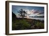 A Tree and Foliage on Rock on Baleia Beach at Sunset-Alex Saberi-Framed Photographic Print