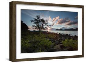 A Tree and Foliage on Rock on Baleia Beach at Sunset-Alex Saberi-Framed Photographic Print