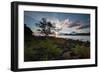 A Tree and Foliage on Rock on Baleia Beach at Sunset-Alex Saberi-Framed Photographic Print