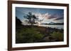 A Tree and Foliage on Rock on Baleia Beach at Sunset-Alex Saberi-Framed Photographic Print