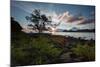 A Tree and Foliage on Rock on Baleia Beach at Sunset-Alex Saberi-Mounted Photographic Print