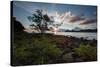 A Tree and Foliage on Rock on Baleia Beach at Sunset-Alex Saberi-Stretched Canvas