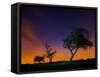 A Tree at Night with an Orange and Purple Sky-Alex Saberi-Framed Stretched Canvas