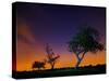 A Tree at Night with an Orange and Purple Sky-Alex Saberi-Stretched Canvas