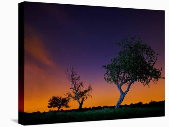 A Tree at Night with an Orange and Purple Sky-Alex Saberi-Stretched Canvas