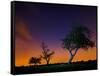 A Tree at Night with an Orange and Purple Sky-Alex Saberi-Framed Stretched Canvas