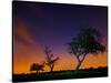 A Tree at Night with an Orange and Purple Sky-Alex Saberi-Stretched Canvas