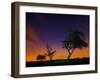 A Tree at Night with an Orange and Purple Sky-Alex Saberi-Framed Photographic Print