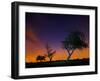 A Tree at Night with an Orange and Purple Sky-Alex Saberi-Framed Photographic Print