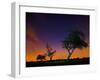 A Tree at Night with an Orange and Purple Sky-Alex Saberi-Framed Photographic Print