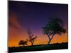A Tree at Night with an Orange and Purple Sky-Alex Saberi-Mounted Photographic Print