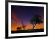 A Tree at Night with an Orange and Purple Sky-Alex Saberi-Framed Photographic Print