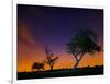 A Tree at Night with an Orange and Purple Sky-Alex Saberi-Framed Photographic Print