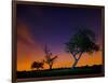 A Tree at Night with an Orange and Purple Sky-Alex Saberi-Framed Photographic Print