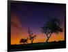 A Tree at Night with an Orange and Purple Sky-Alex Saberi-Framed Photographic Print